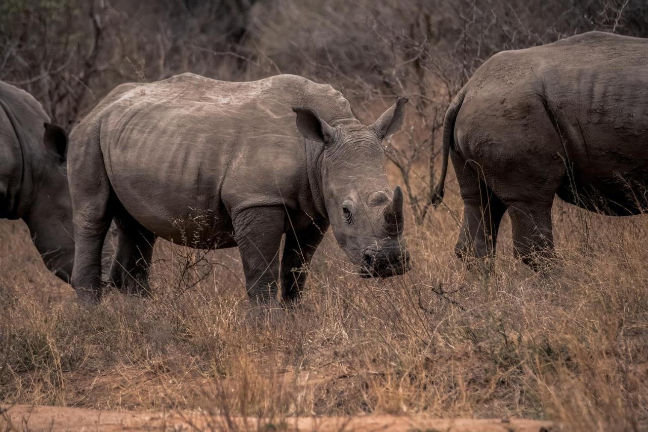 Tshukudu Game Lodge Худспрут Экстерьер фото